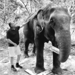 Official Martin Biallas - Phuket Elephant Sanctuary